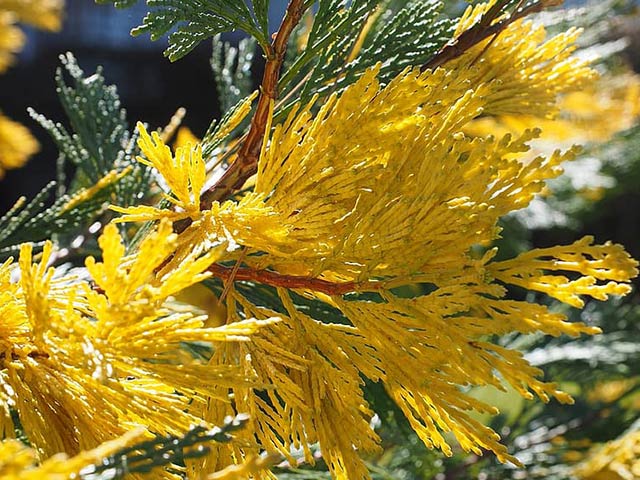 Symptoms of seiridium canker disease include yellowing and drying of stems on leyland cypress trees