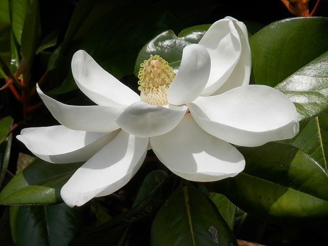 White flowering Georgia tree southern magnolia