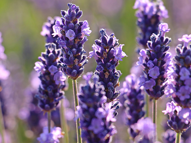 Small flowering shrubs like lavender are excellent for gardens and borders