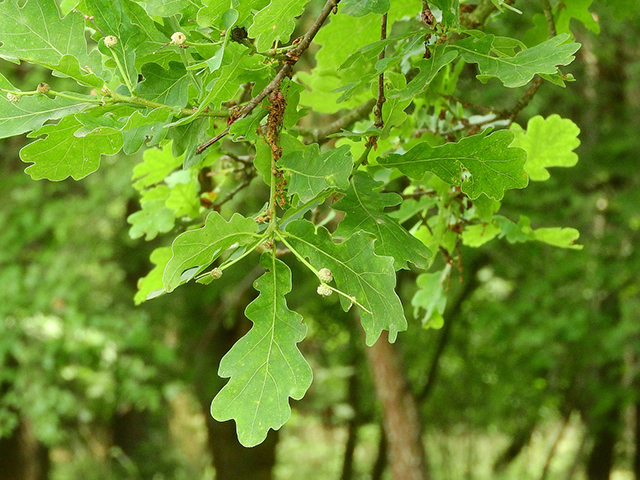 Fast growing landscape trees in georgia include oak